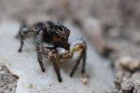 Aelurillus v-insignitus