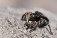 Aelurillus v-insignitus
