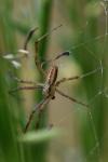 Argiope bruennichi