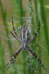 Argiope bruennichi