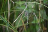 Argiope bruennichi