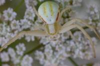Misumena vatia