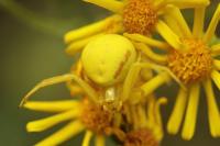 Misumena vatia
