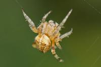 Araneus diadematus