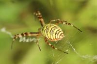Argiope bruennichi