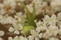 Ebrechtella tricuspidata