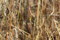 Argiope bruennichi