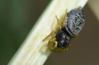 Heliophanus flavipes