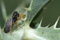 Heliophanus flavipes