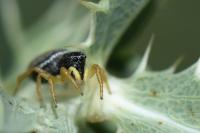 Heliophanus flavipes