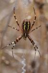 Argiope bruennichi