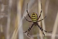 Argiope bruennichi