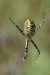 Argiope bruennichi
