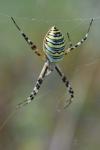 Argiope bruennichi