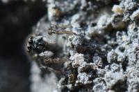 Salticus scenicus