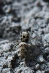 Salticus scenicus