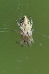 Cyclosa conica