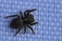Pseudeuophrys erratica