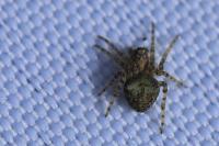 Gibbaranea gibbosa