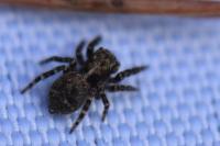 Pseudeuophrys erratica