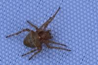 Gibbaranea bituberculata