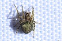 Gibbaranea gibbosa