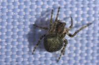Gibbaranea gibbosa