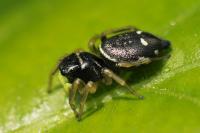 Heliophanus cupreus
