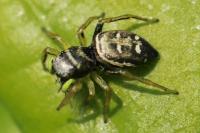 Heliophanus cupreus