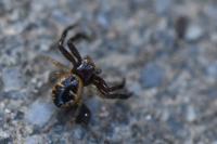 Synema globosum