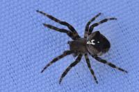 Araneus angulatus