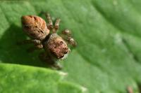 Evarcha arcuata