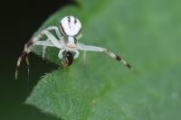 Misumena vatia