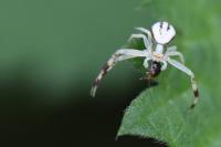 Misumena vatia