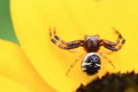 Synema globosum