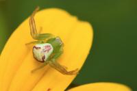 Ebrechtella tricuspidata