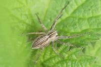 Pisaura mirabilis