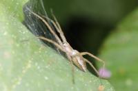 Pisaura mirabilis