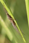 Pisaura mirabilis