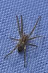 Anyphaena accentuata