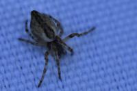 Cyclosa