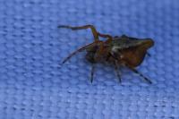 Cyclosa