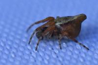 Cyclosa