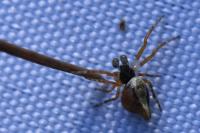 Cyclosa
