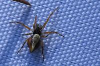 Cyclosa