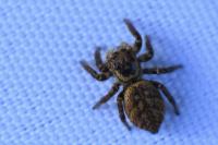 Carrhotus xanthogramma