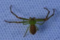 Diaea dorsata
