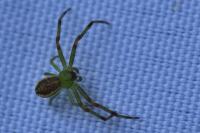 Diaea dorsata