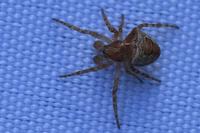 Gibbaranea bituberculata
