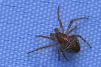 Gibbaranea bituberculata